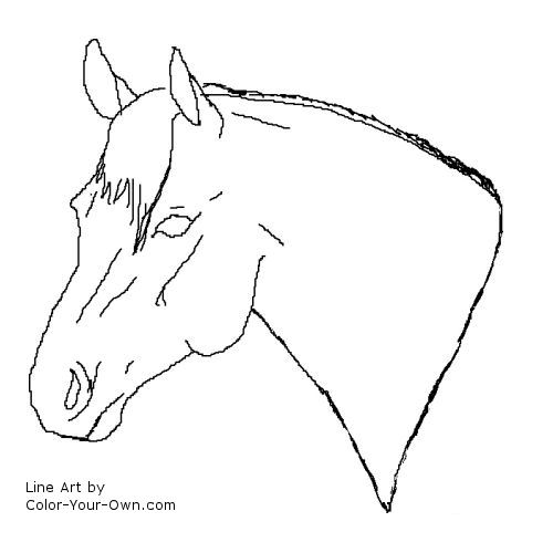Quarter Horse stallion headstudy line art