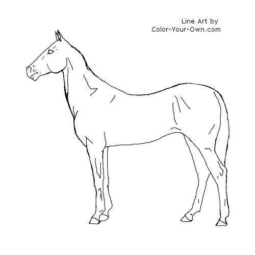 Akhal Teke Horse Standing Line Art
