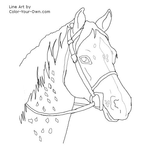 Appaloosa Cross Riding Pony Headstudy Line Art