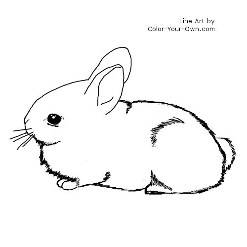 Cottontail Rabbit Baby Bunny Line Art