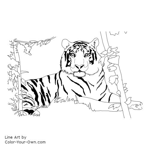 Bengal Tiger Resting Line Art