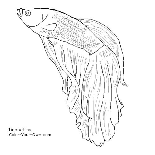 Betta Fish Line Drawing
