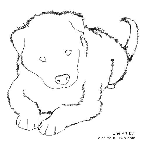 Border Collie Puppy Line Art