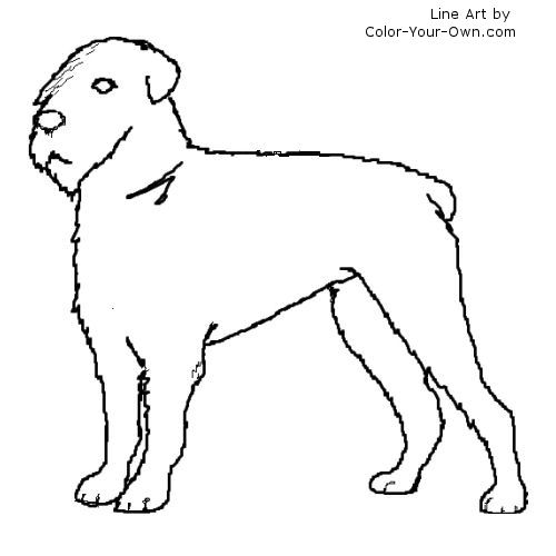 Bouvier des Flandes dog with docked tail line art