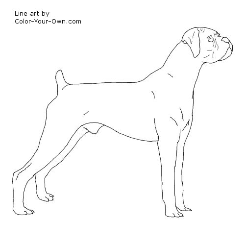 Boxer Dog Line Art #2