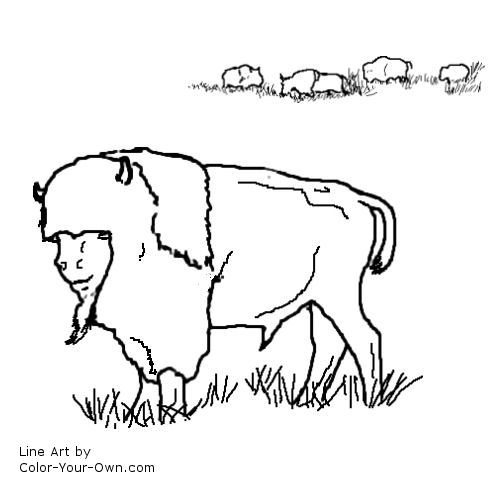 Buffalo, or American Bison line art