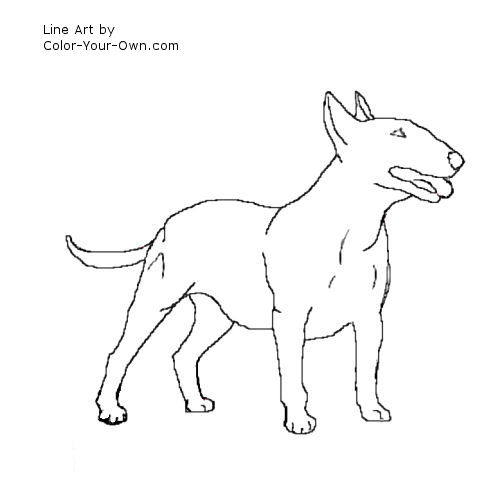 bull terrier dog line art