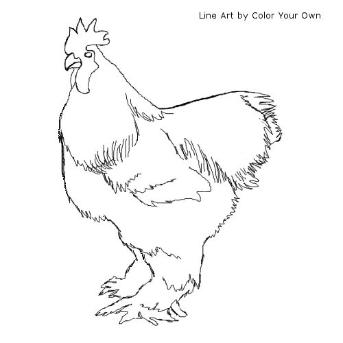 Chicken - Cochin Rooster Line Art