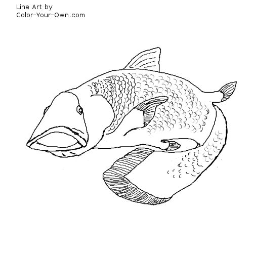 Coelacanth Prehistoric Fish Line Art