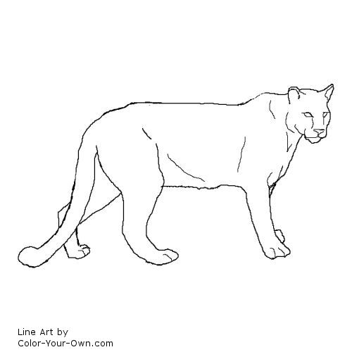 Cougar, Puma, Mountain Lion, Catamount line art