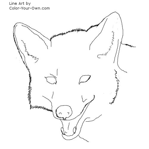 Coyote Headstudy line art