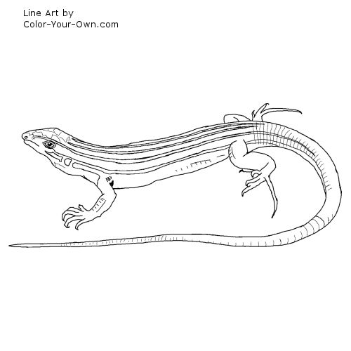Desert Grassland Whiptail Lizard Line Art