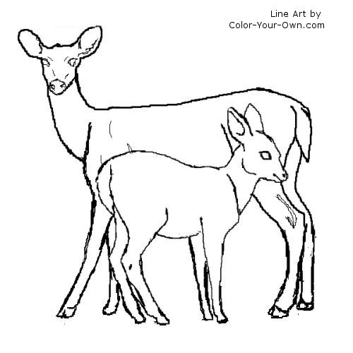 Whitetail deer doe and fawn line art