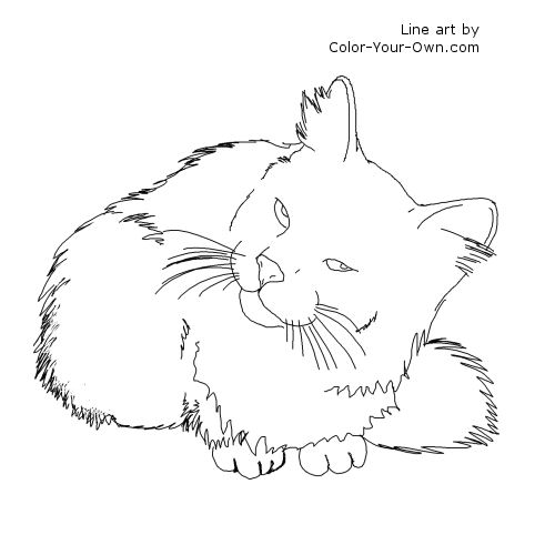 Longhaired Domestic Cat Line Art