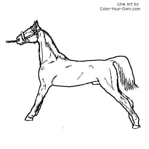 Flatshod American Saddlebred Stallion line art