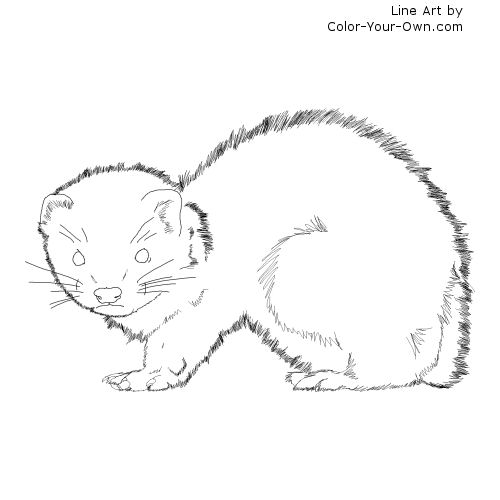 Baby Ferret Line Art