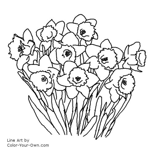 Spring flower - Daffodil Line Art