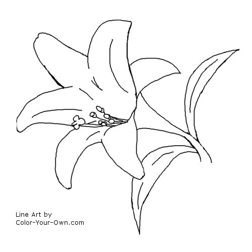 Spring flower - Easter Lily Line Art