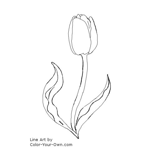 Spring flower - Tulip Line Art