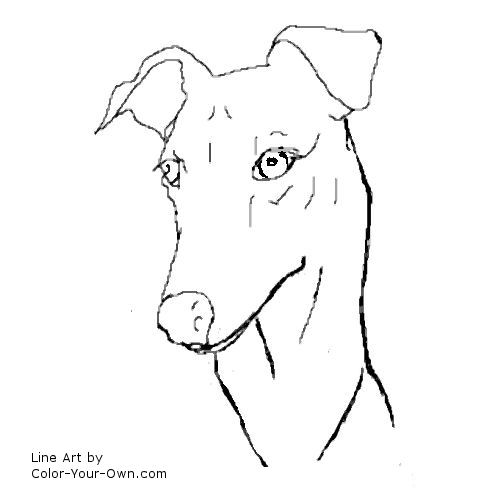 Greyhound - headstudy line art