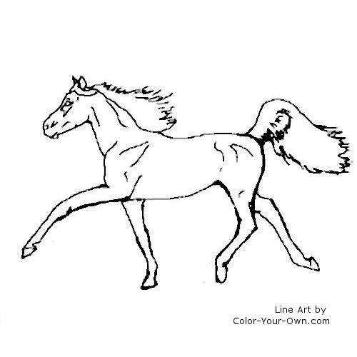Half-Arabian horse line art