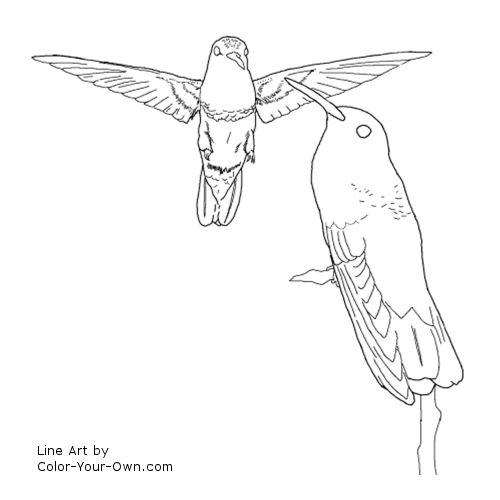 Berylline Hummingbird Line Art