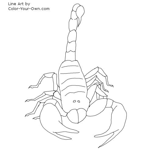 Scorpion Line Art