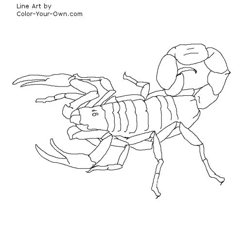 Scorpion Line Art