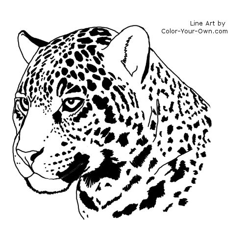 Jaguar Headstudy Line Art