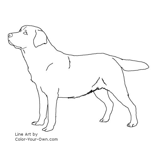 Labrador Retriever Dog Line Art
