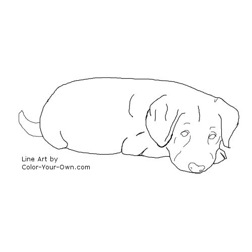 Labrador Retriever Puppy Line Art