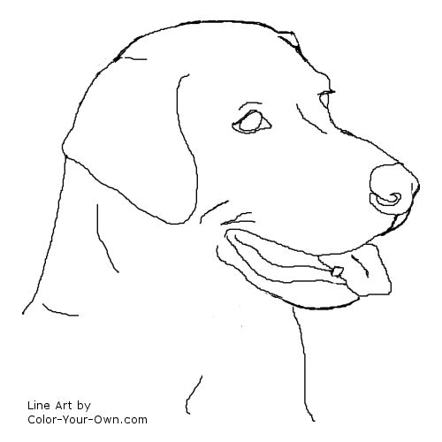 Labrador Retriever Headstudy Line Art