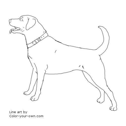 Labrador retriever line art