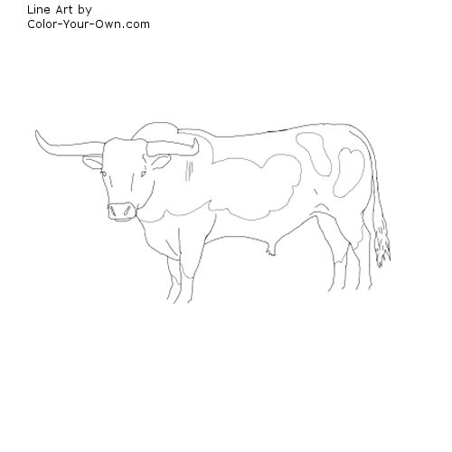 Longhorn Bull Line Art
