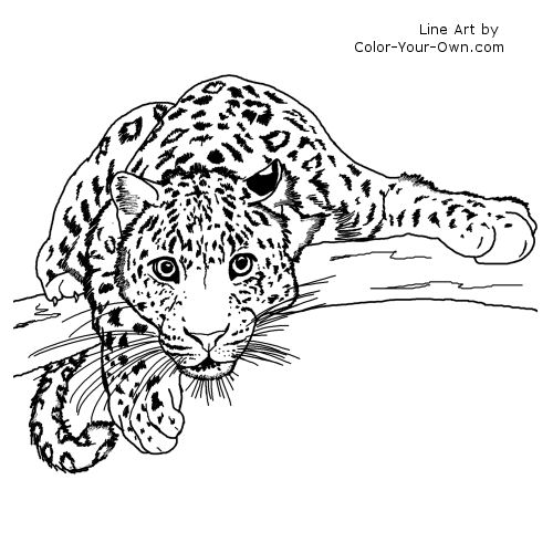 Lurking Leopard Line Art
