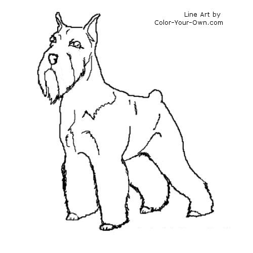 miniature or standard Schnauzer Terrier Line Art