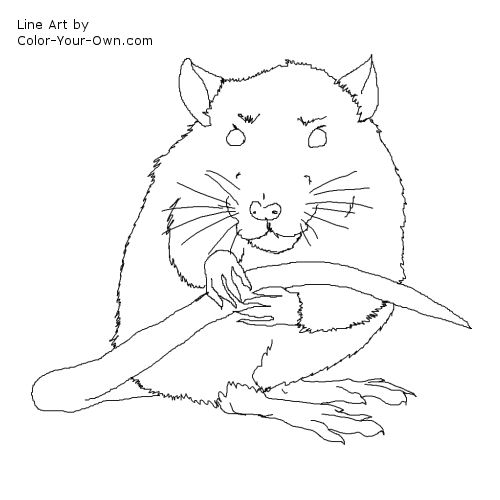 Pet Rat Line Art