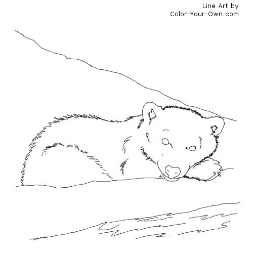 Arctic Polar Bear Cub Line Art