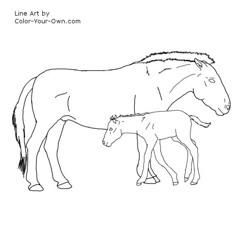 Przewalski Horse Mare and Foal Line Art