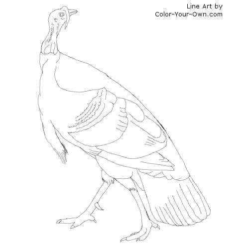 American Wild Turkey Line Art