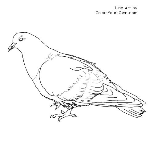 Rock Pigeon Line Art