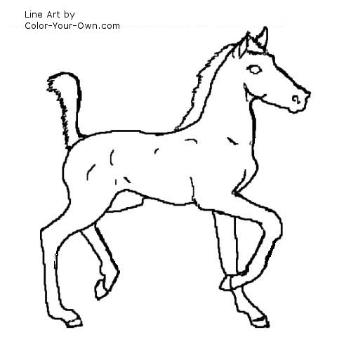 American Saddlebred Foal line art