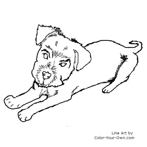 Schnauzer Terrier Puppy line art