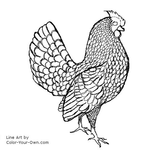 Chicken - Sebright Rooster Line Art