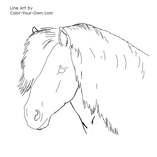 Shetland Pony Headstudy line art