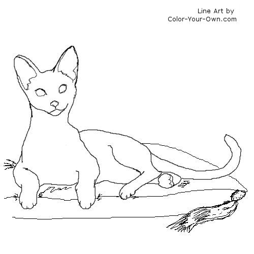 young Siamese cat line art