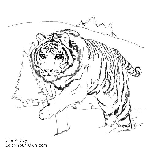 Siberian Tiger Line Art