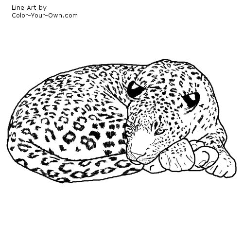 Sleeping Leopard Line Art
