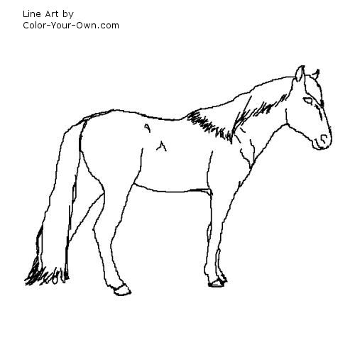 Spanish Barb Horse Line Art