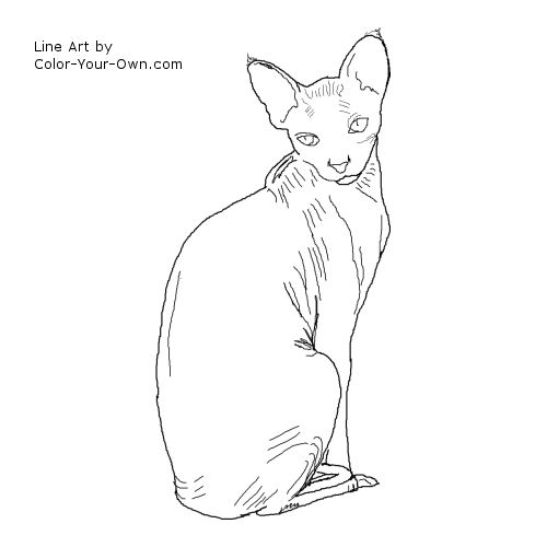 Hairless Sphynx Cat Line Art